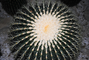 Cactus con flores en el centro 