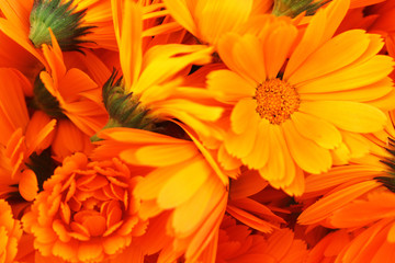 Background with Calendula. Medicinal herbs. Summer