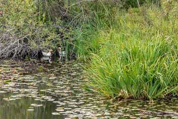 hiding ducks under low hanging bushs in summer