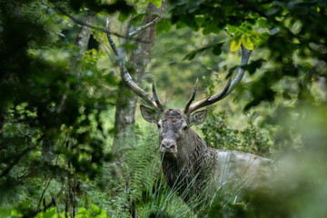 Red deer (Cervus elaphus) in a meadow near the forest during the rut