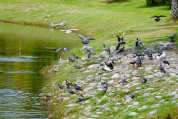 Group of pigeons are eating and flying at waterside in plublic park.