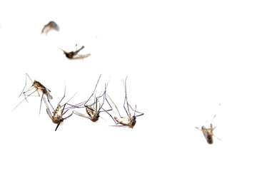 The dead mosquito remains isolated on a white background for graphic design.Insects that carry dengue fever to people.Epidemics found in tropical countries.