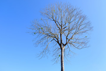 Beautiful tree without leaves with blue sky.