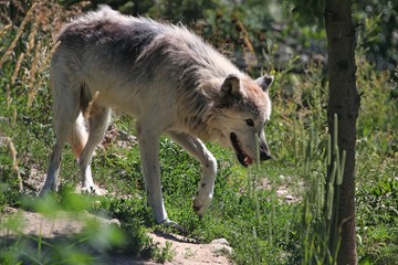 Timber wolf
