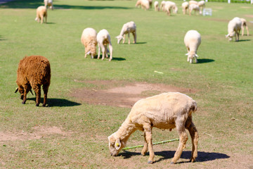 White and Brown sheep bend down to eat food in the farm with sunny day and green field.