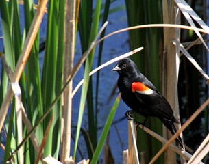 Red-winged Blackbird during afternoon at marsh in Ontario, Canada