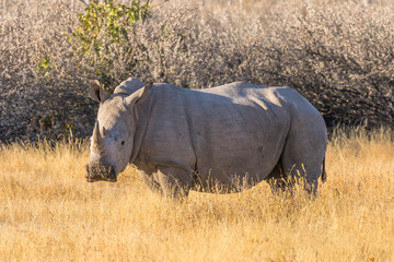 Fototapeta premium A white rhino ( Ceratotherium Simum) standing in a beautiful landscape, sunset, Ongava Private Game Reserve ( neighbour of Etosha), Namibia.