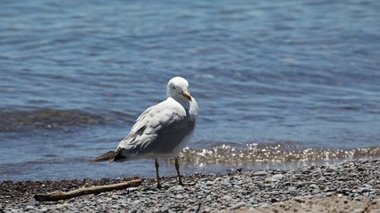 Seagull in afternoon in Ontario, Canada