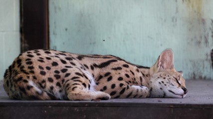 Serval cat resting