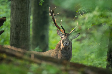 Red deer (Cervus elaphus) in the forest during the rut. Bieszczady Mountains. Poland