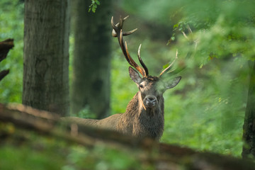 Red deer (Cervus elaphus) in the forest during the rut. Bieszczady Mountains. Poland © Szymon Bartosz