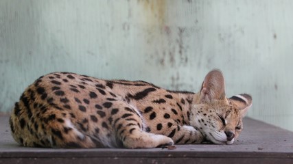 Serval cat resting