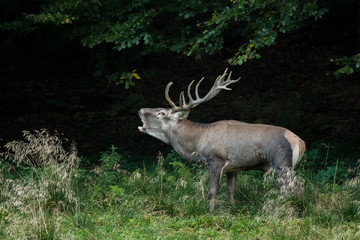 Red deer (Cervus elaphus) in a meadow near the forest during the rut