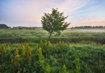 spring meadow. foggy morning in the river valley