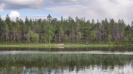 Lapland landscape in summer. RIvers and woods.