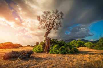 Obraz premium Early morning. Lonely dead tree at mediterranean coast, Turkey.