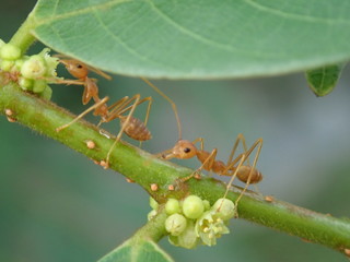 Fototapeta premium Two ants on a branch
