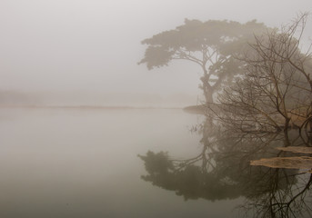 Fototapeta na wymiar tree and pond in the mist, Chiangmai Thailand
