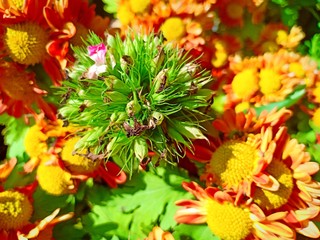 Flower show vol.29