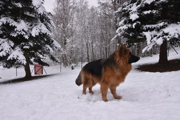 German shepherd in snow