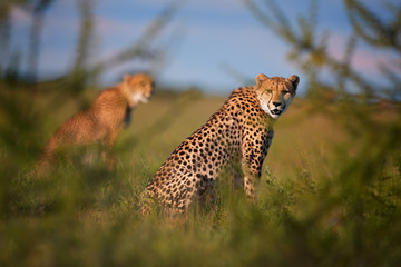 Two Cheetahs, Acinonyx jubatus, sitting  in high grass in savanna, staring directly at camera.  Wildlife scene. Typical  savanna environment. Nxai Pan, Botswana.