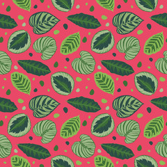 Seamless bright pink graphic illustration pattern with green tropical Calathea prayer plant leaves