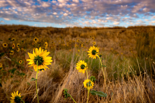 beautiful sun flowers and sunset with blue sky