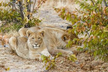 A young lion ( Panthera Leo) looking in the camera, Ongava Private Game Reserve ( neighbour of Etosha), Namibia.