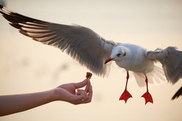 give the food to white seagull flying over the sea	