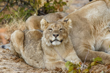 Obraz na płótnie Canvas A young lion ( Panthera Leo) sneezing, Ongava Private Game Reserve ( neighbour of Etosha), Namibia.