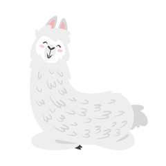 Cute lama. Alpaca animal