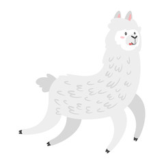 Cute lama. Alpaca animal