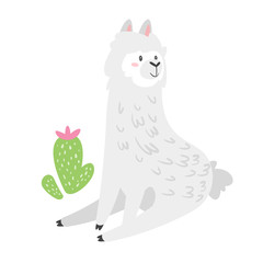 Cute lama. Alpaca animal