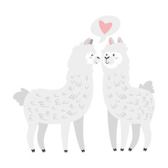 Cute lama. Alpaca animal