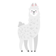 Cute lama. Alpaca animal