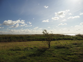 Am Saaler Bodden bei Wustrow, Halbinsel Fischland, Mecklenburg-Vorpommern, Deutschland