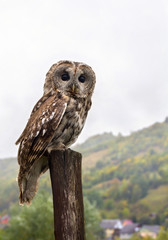 Tawny owl or brown owl  ( Strix aluco ) on stump in autumnal  forest in mountain during rain