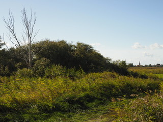 Am Saaler Bodden bei Wustrow, Halbinsel Fischland, Mecklenburg-Vorpommern, Deutschland