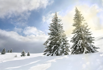 Beautiful winter landscape of mountains in fir tree forest covered hoarfrost and in snow in sun light and glade in snow. Carpathian mountains