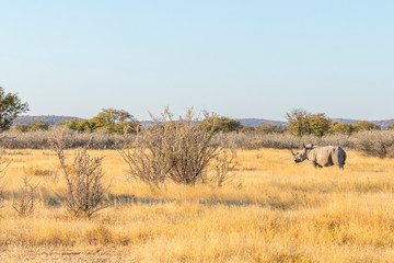 A white rhino ( Ceratotherium Simum) standing in a beautiful landscape, sunset, Ongava Private Game Reserve ( neighbour of Etosha), Namibia.