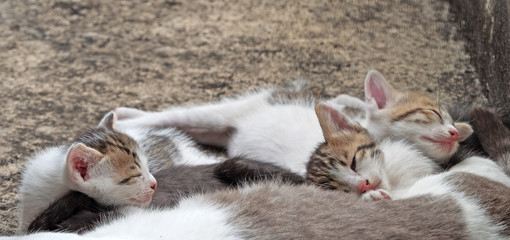 Close up Kittens Sleeping with Mother Cat on The Floor