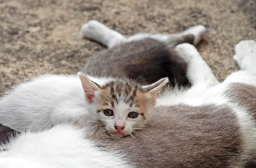 Close up Kitten Lying Down with Mother Cat on The Floor