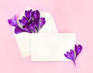 Beautiful spring snowdrops flowers violet crocuses in postal envelope and blank sheet with space for text on a pink paper background. Top view, flat lay