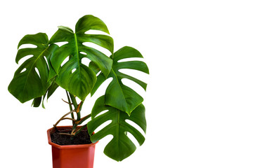 Tropical plant monstera in flowerpot on a white background with space for text.