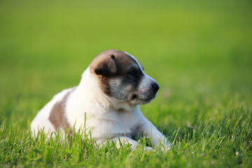 Adorable puppy lying on the green grass in the garden
