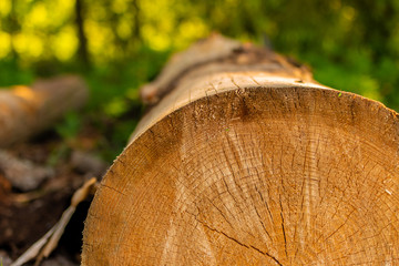 A long log, peeled from the bark, close-up against the background of the forest in a soft focus....