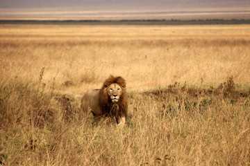 Male lion stalking prey in the Ngorongoro Crater, Tanzania