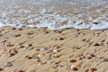 seashells on the sand by the sea