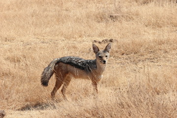 A jackal takes notice of people in the Ngorongoro Crater, Tanzania