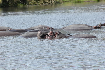 Fototapeta premium Hippo lifts face out of water in Ngorongoro Crater, Tanzania